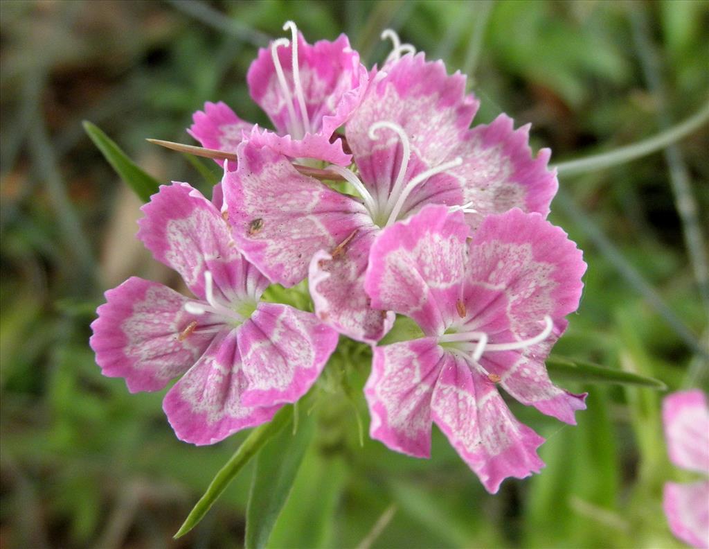 Dianthus barbatus (door Bert Verbruggen)