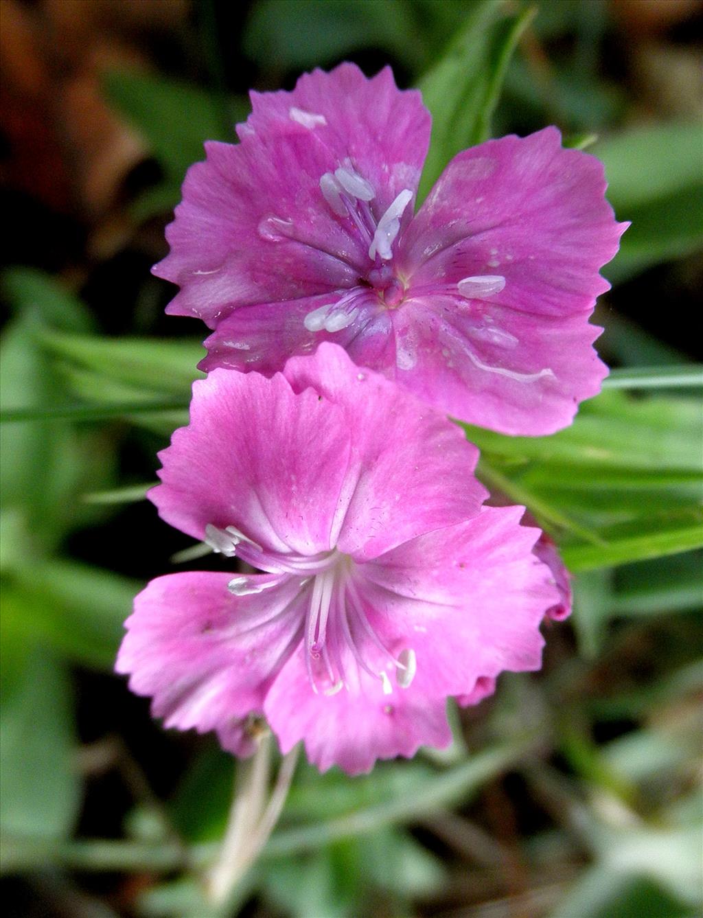 Dianthus barbatus (door Bert Verbruggen)