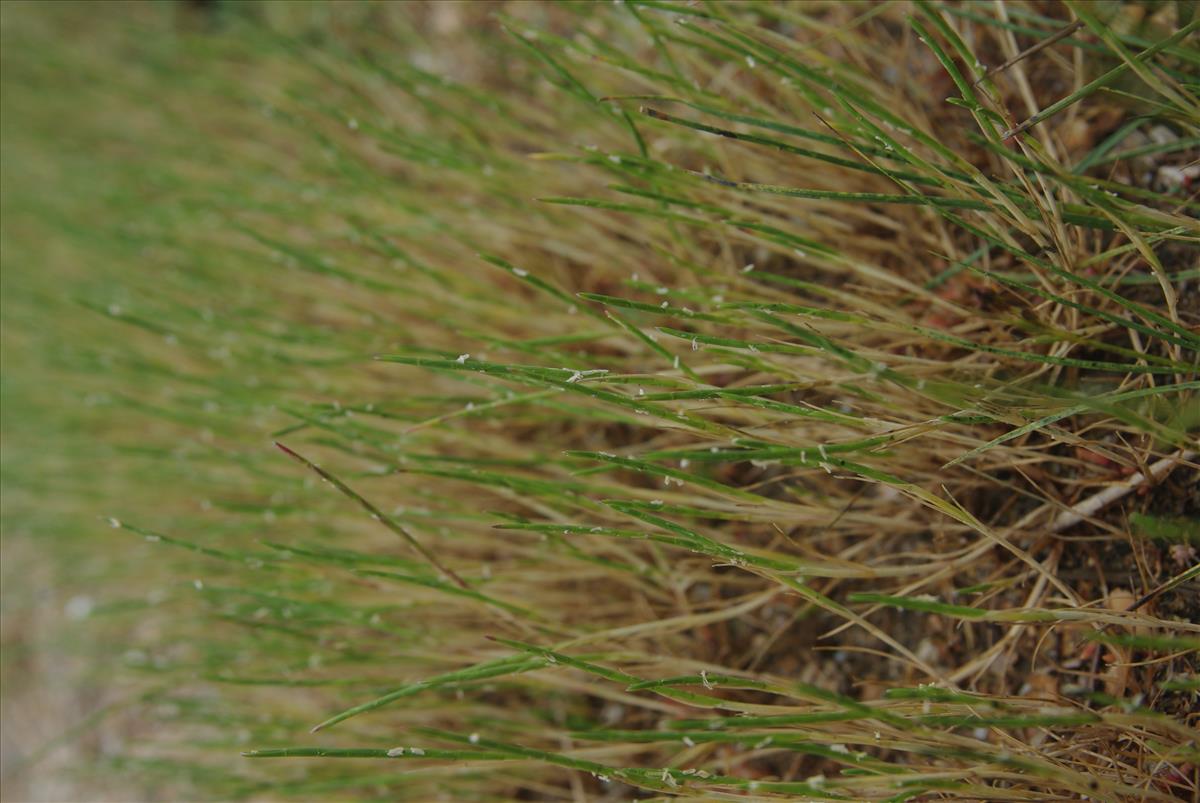 Parapholis strigosa (door Pieter van Rijswijk)