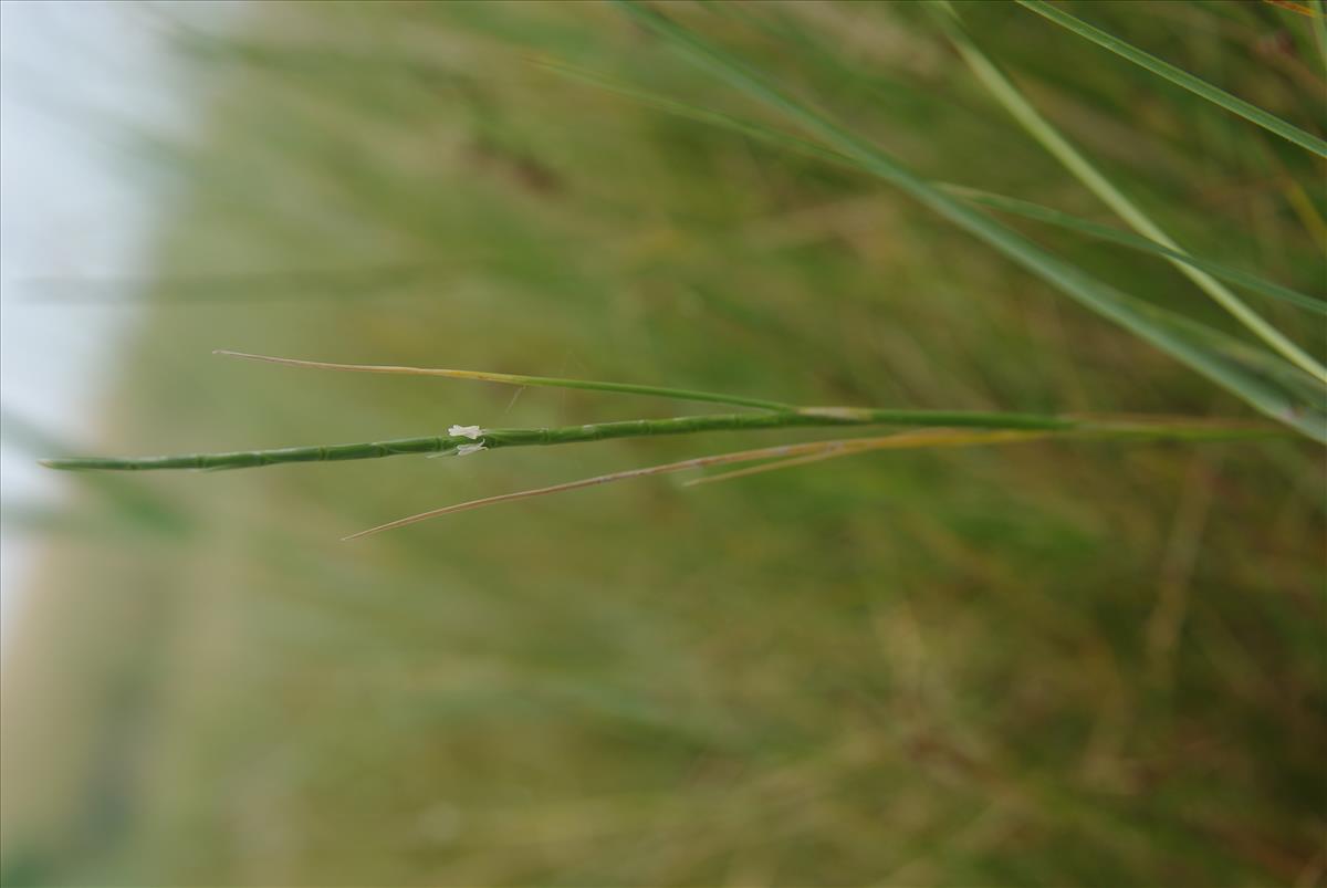 Parapholis strigosa (door Pieter van Rijswijk)