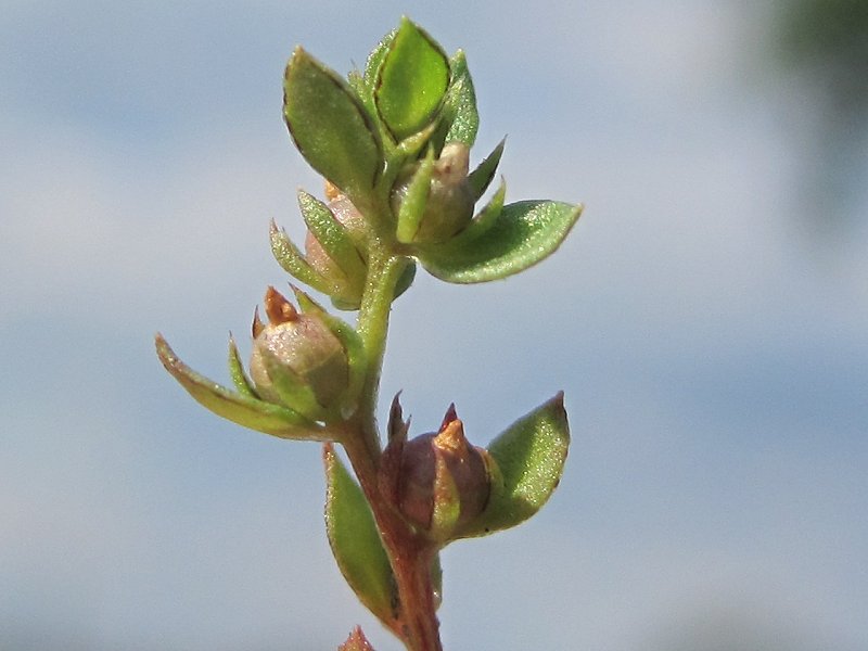 Centunculus minimus (door Grada Menting)