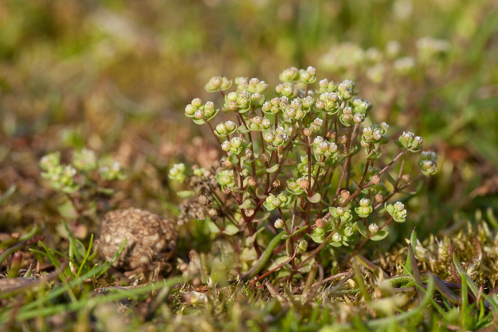 Radiola linoides (door Joost Bouwmeester)