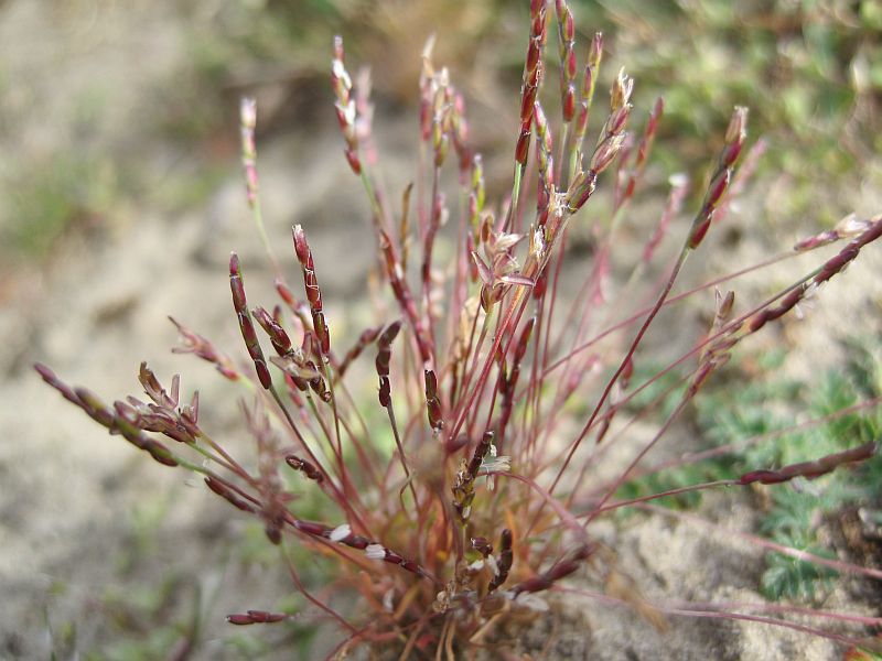 Mibora minima (door Grada Menting)