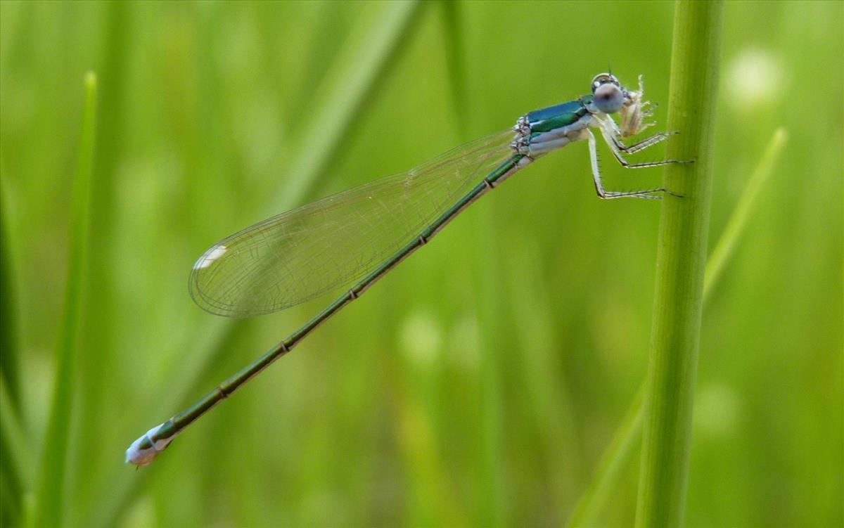 Nehalennia speciosa (door Marcel Hospers)