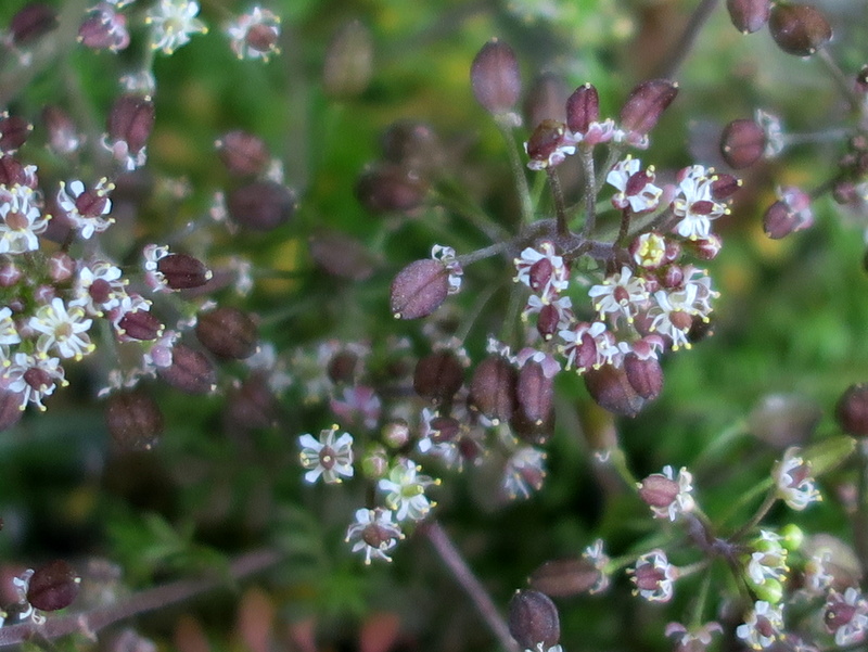 Hornungia petraea (door Grada Menting)