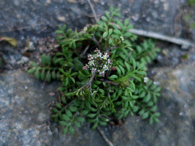 Hornungia petraea (door Grada Menting)