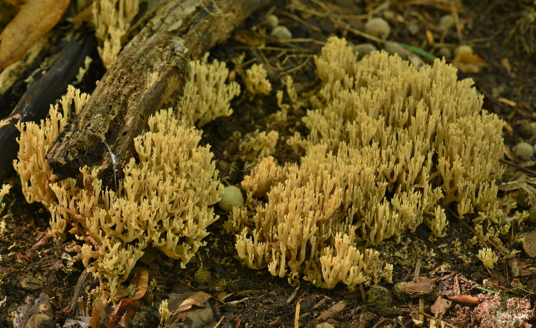 Ramaria myceliosa (door Laurens van der Linde)