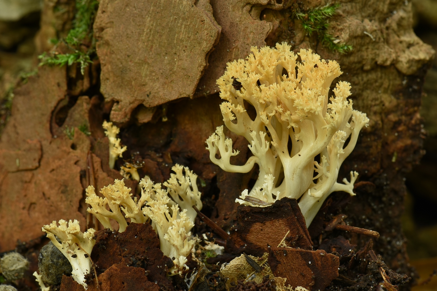 Ramaria myceliosa (door Laurens van der Linde)