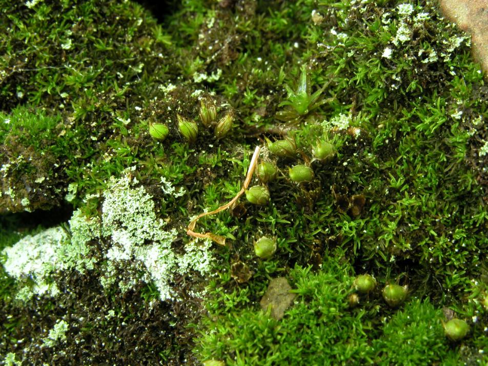 Diphyscium foliosum (door Dick Haaksma)