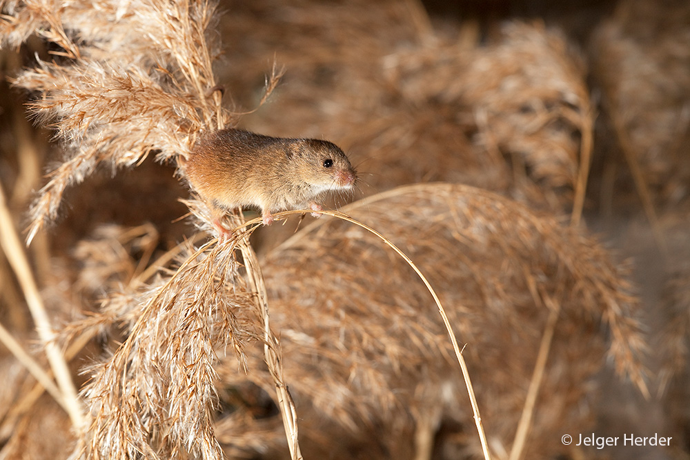 Micromys minutus (door Jelger Herder)