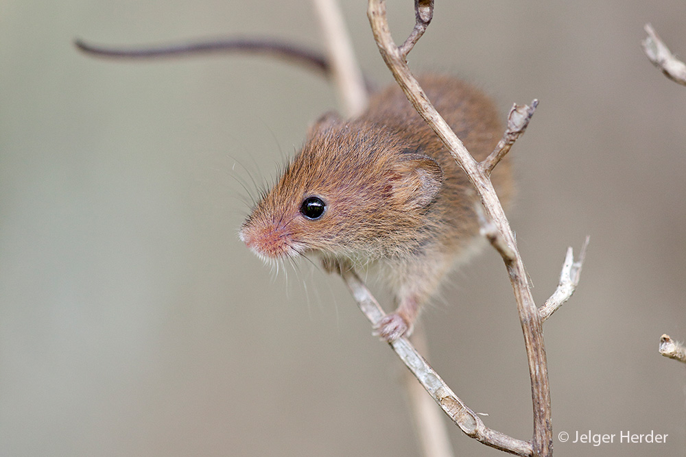 Micromys minutus (door Jelger Herder)