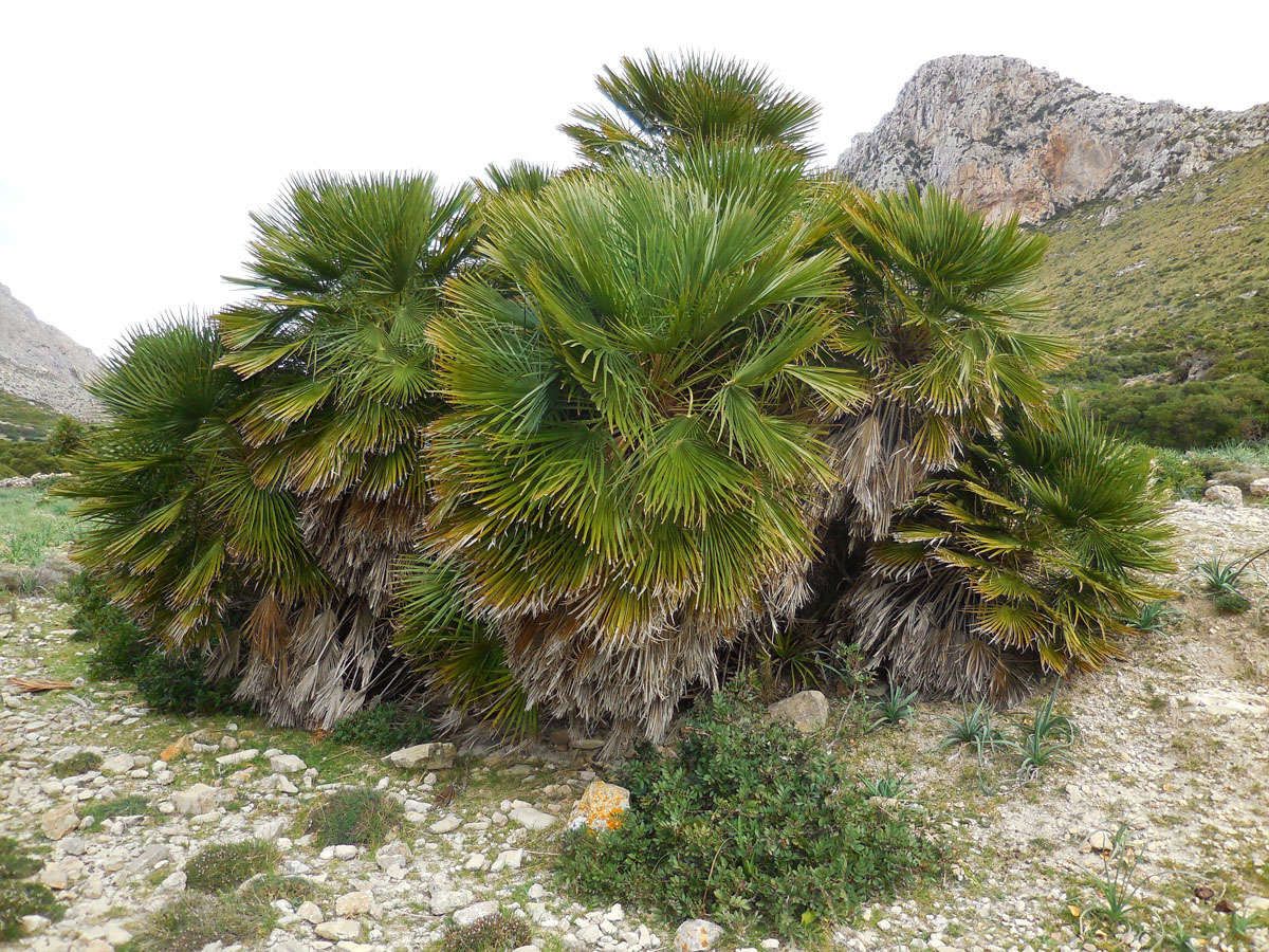 Chamaerops humilis (door Ed Stikvoort | Saxifraga)