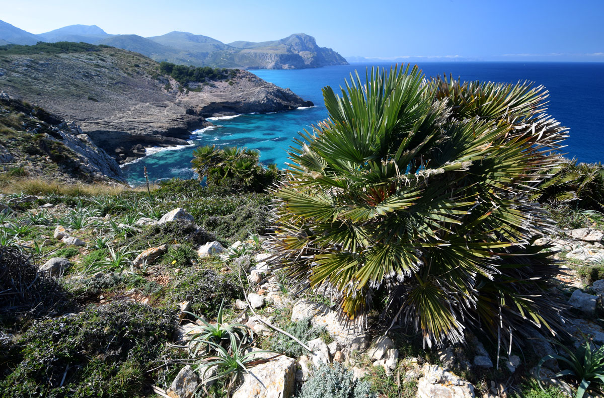 Chamaerops humilis (door Ed Stikvoort | Saxifraga)