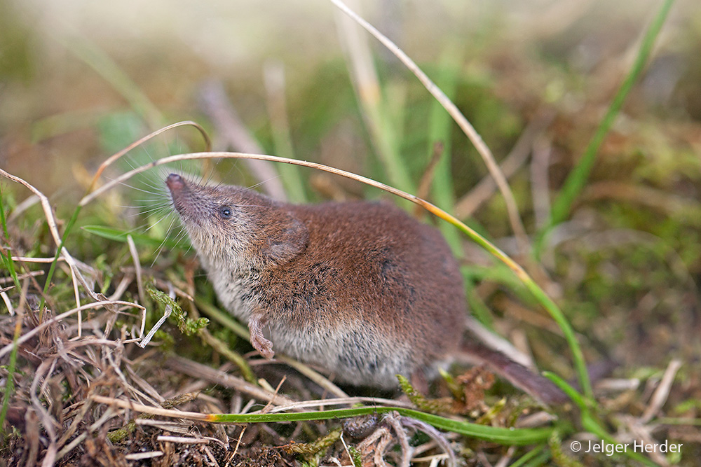 Sorex minutus (door Jelger Herder)