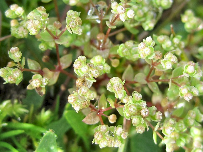 Radiola linoides (door Grada Menting)