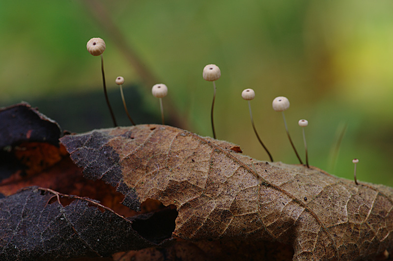 Marasmius bulliardii (door Hans Adema)