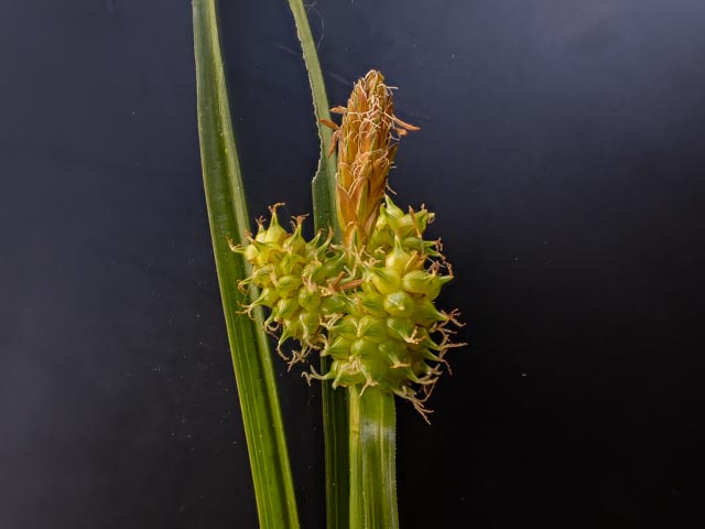 Carex oederi (door Peter Hegi)