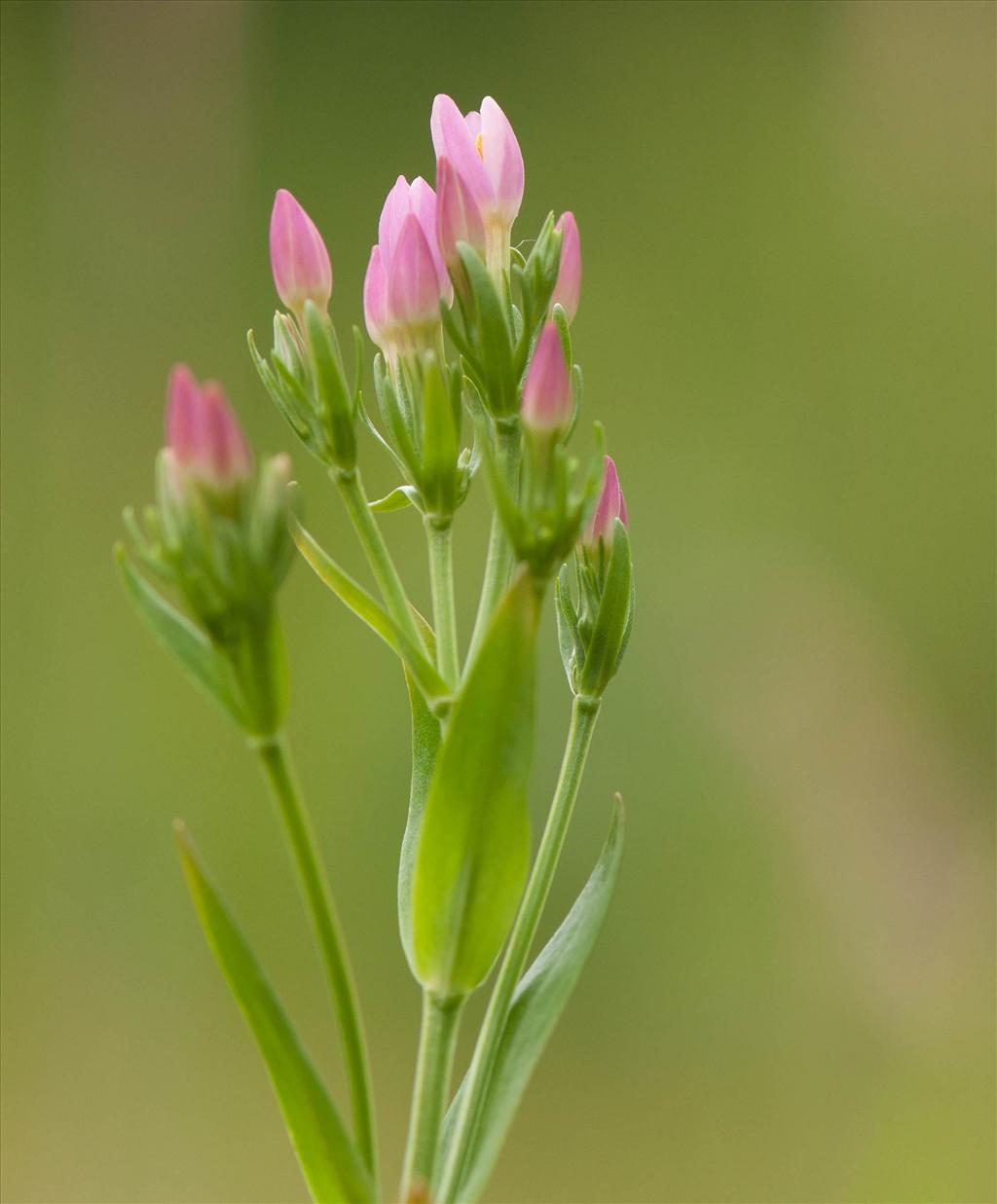Centaurium erythraea (door Wijnand van Buuren)