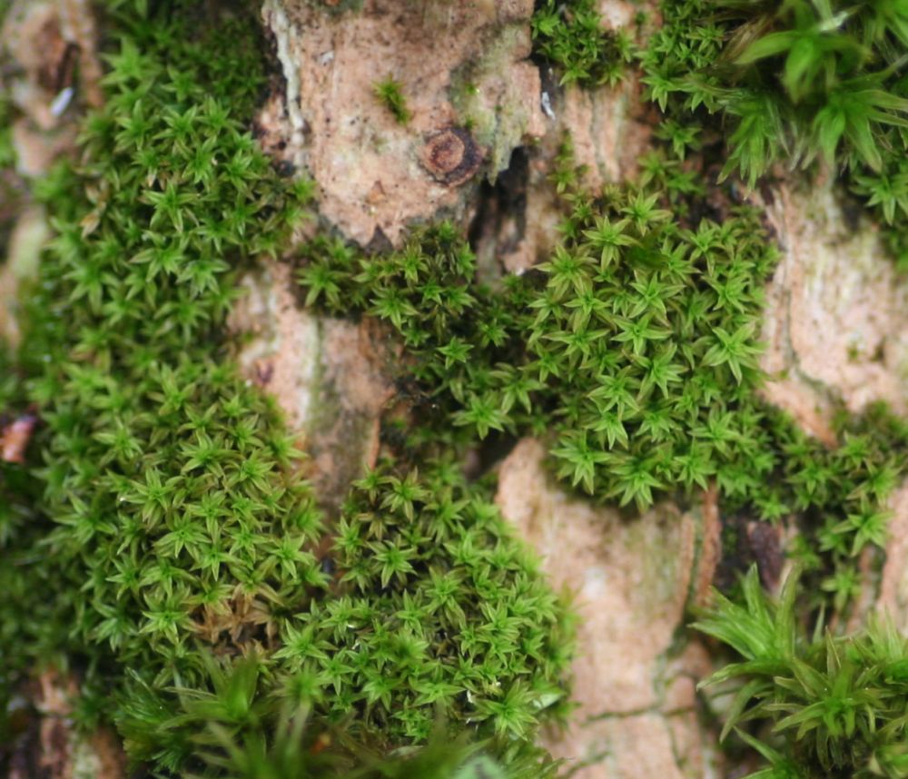 Zygodon viridissimus (door Niko Buiten)