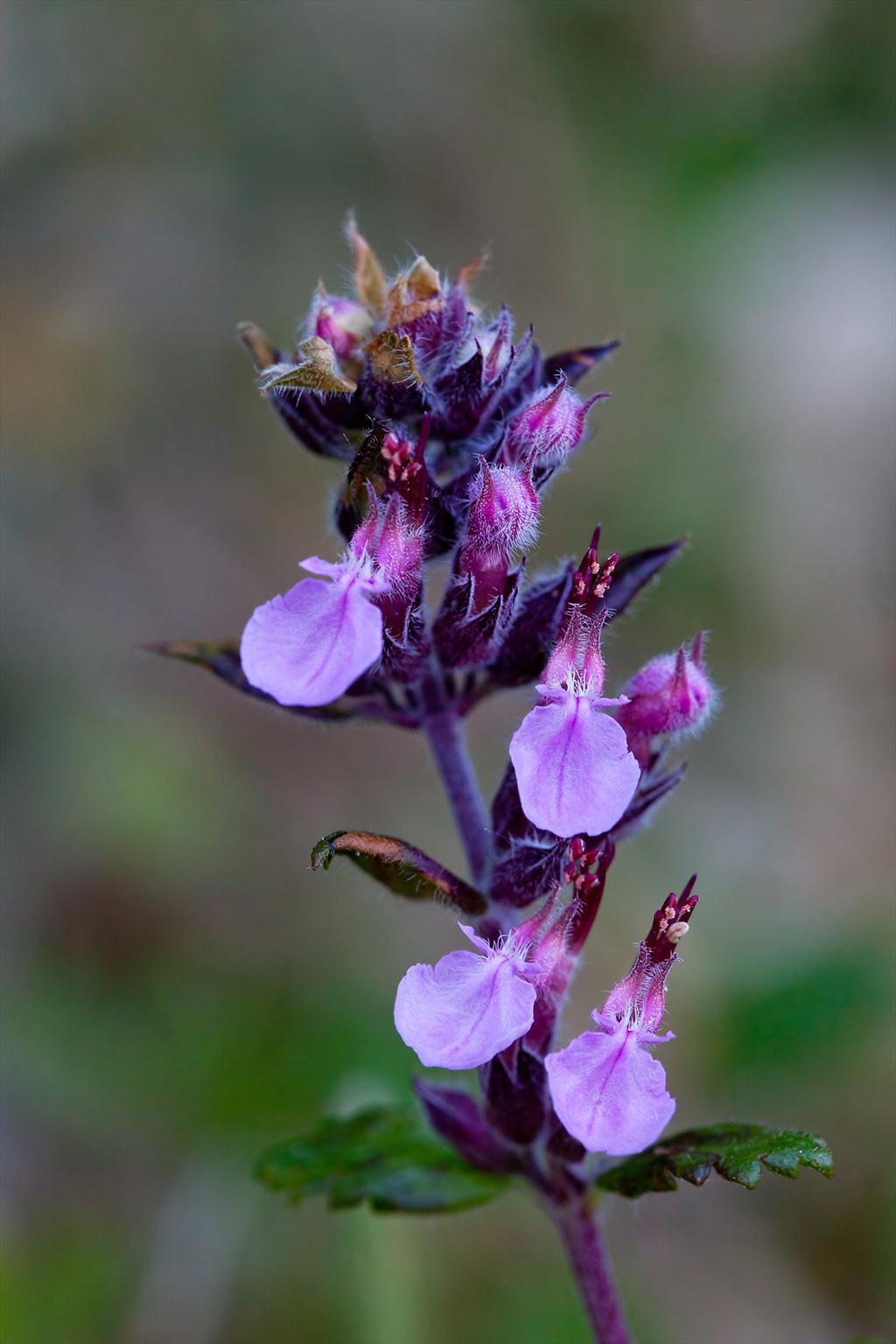 Teucrium chamaedrys (door John Breugelmans)