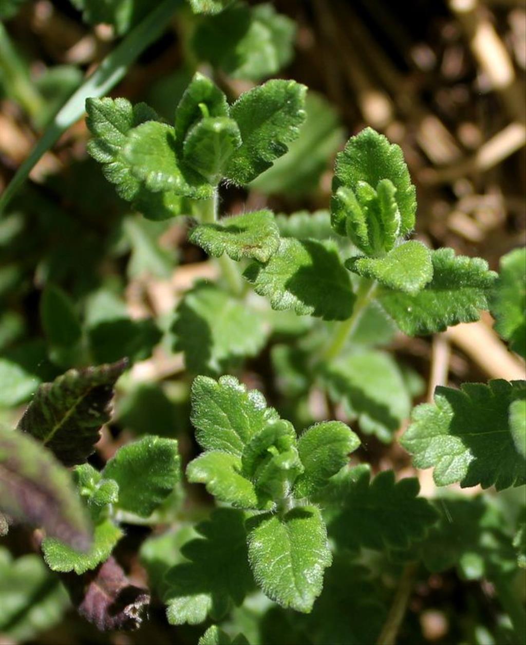 Teucrium chamaedrys (door Wim Langbroek)