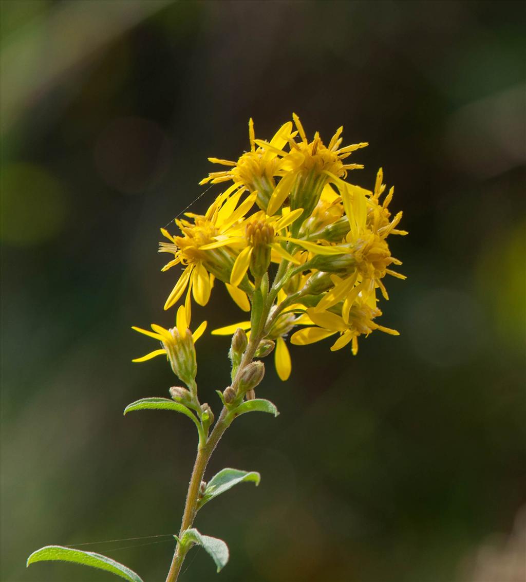 Solidago virgaurea (door Wijnand van Buuren)