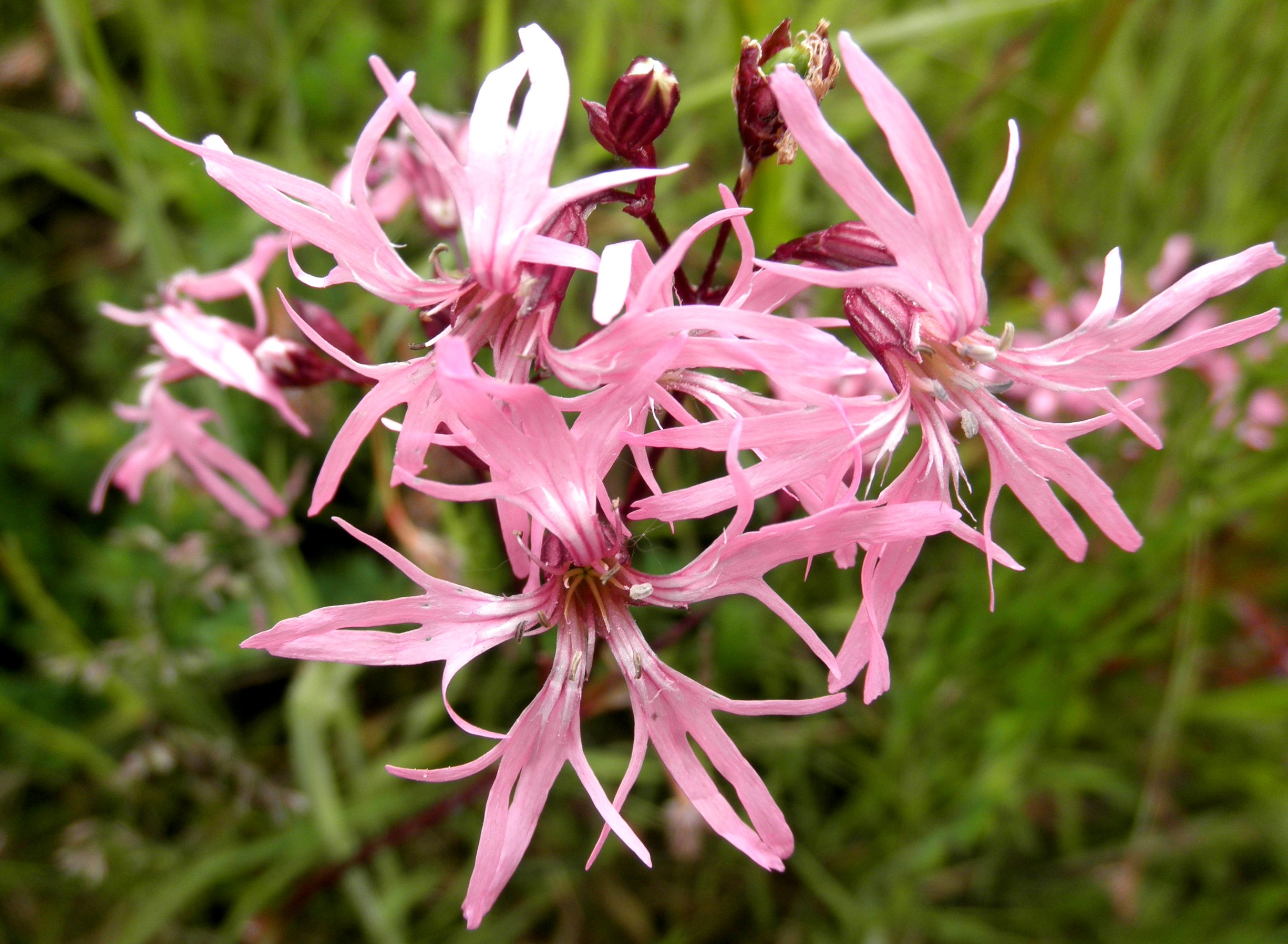 Silene flos-cuculi (door Bert Verbruggen)