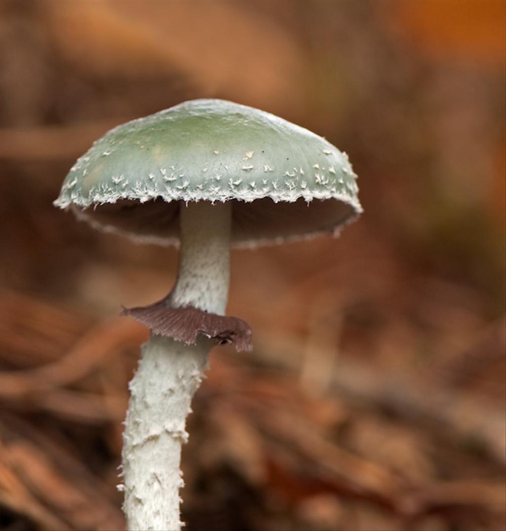 Stropharia aeruginosa (door Wijnand van Buuren)