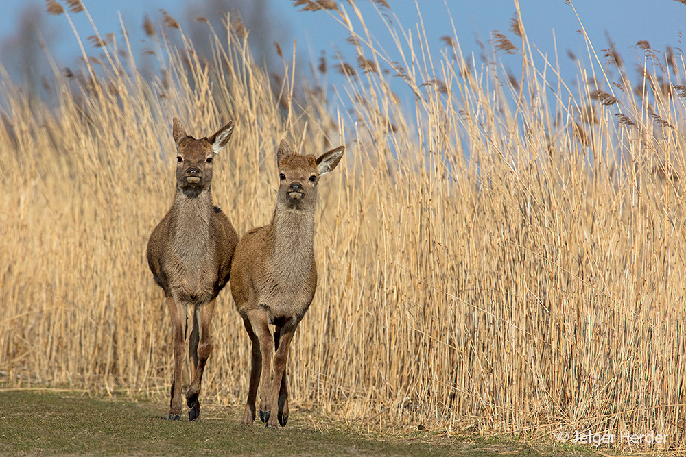 Cervus elaphus (door Jelger Herder)