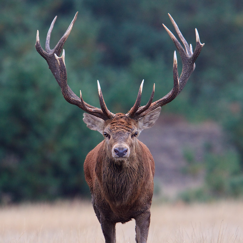 Cervus elaphus (door John Breugelmans)