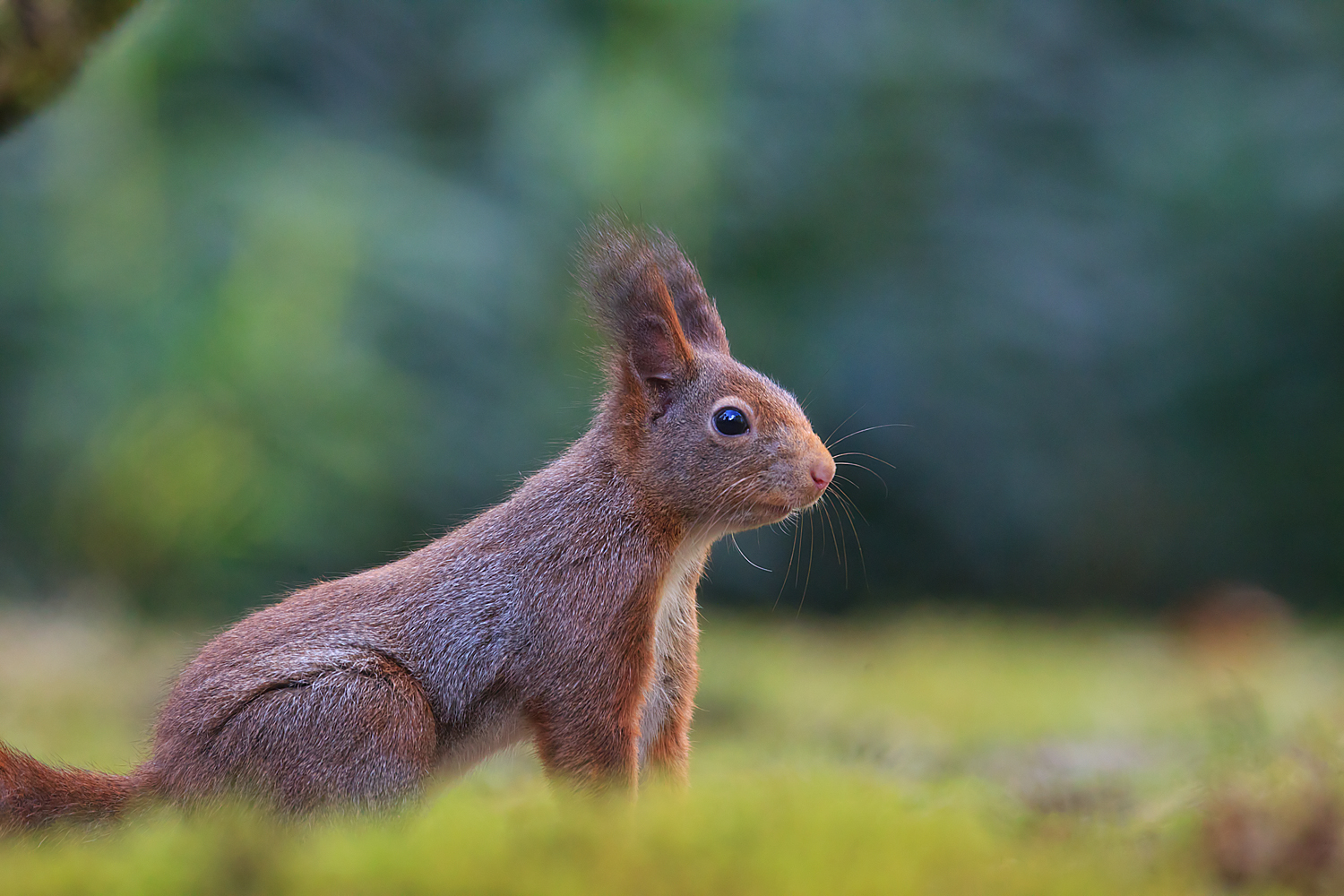 Sciurus vulgaris (door John Breugelmans)