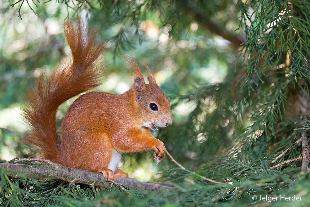 Sciurus vulgaris (door Jelger Herder)