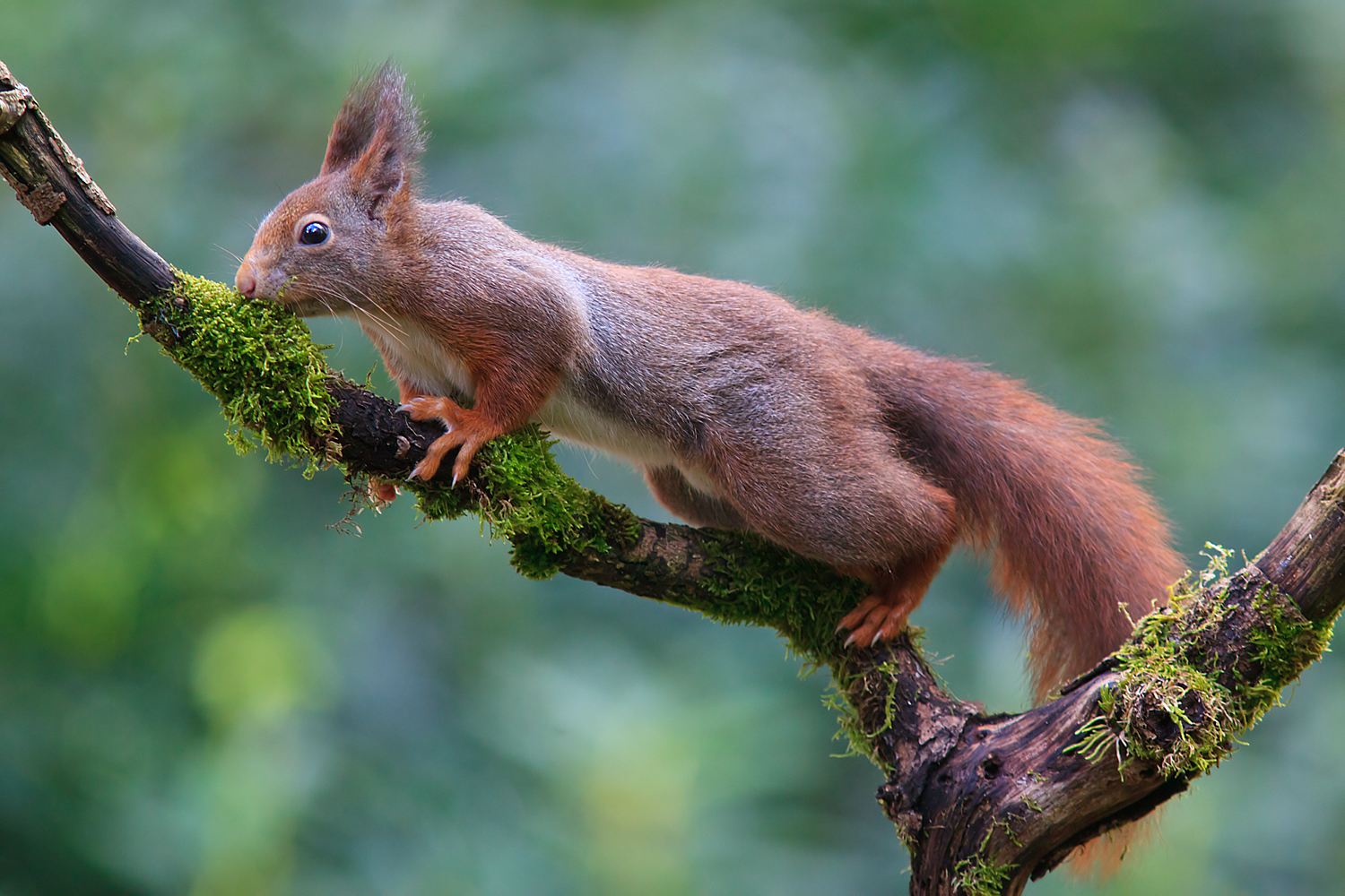 Sciurus vulgaris (door John Breugelmans)