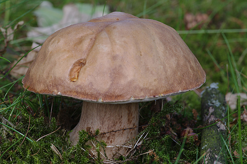 Boletus reticulatus (door Hans Adema)