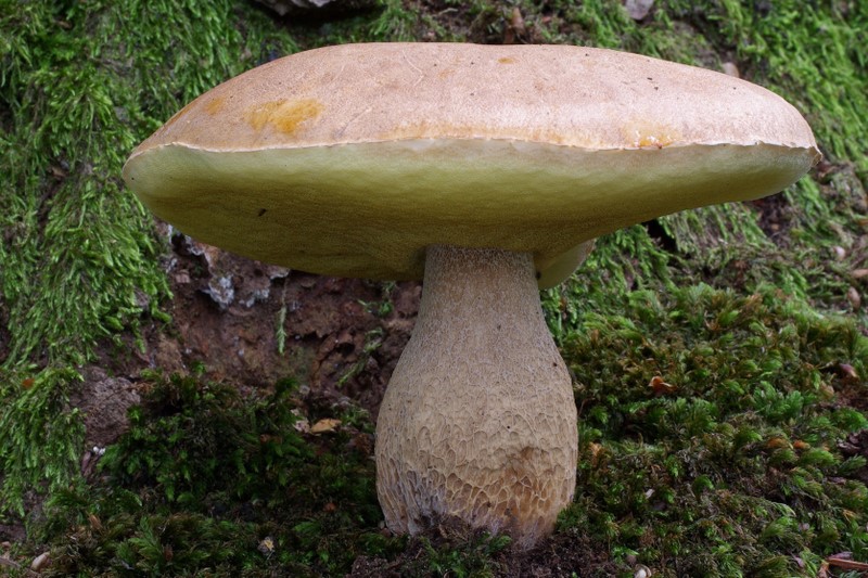 Boletus edulis (door Gio van Bernebeek)