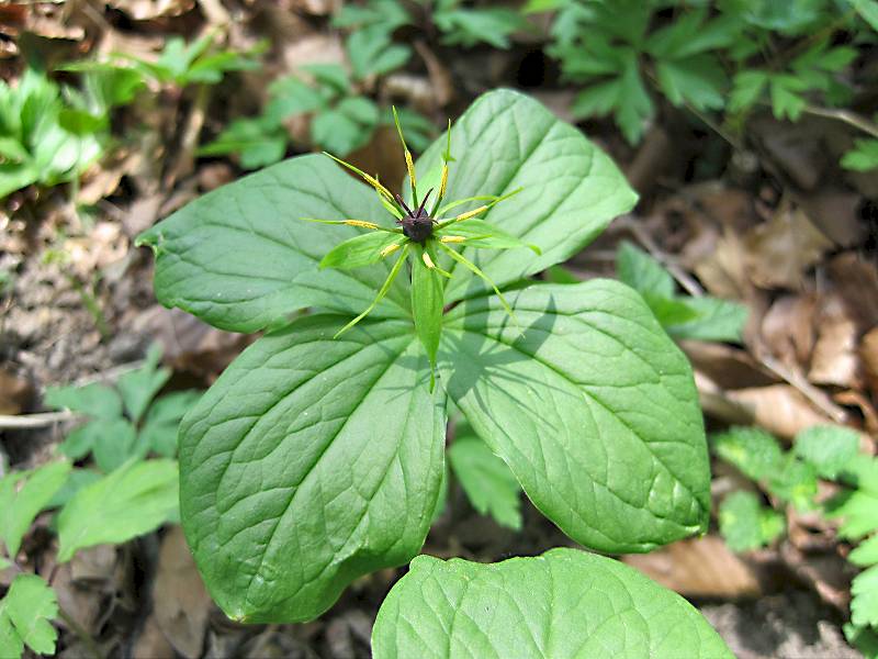 Paris quadrifolia (door Grada Menting)