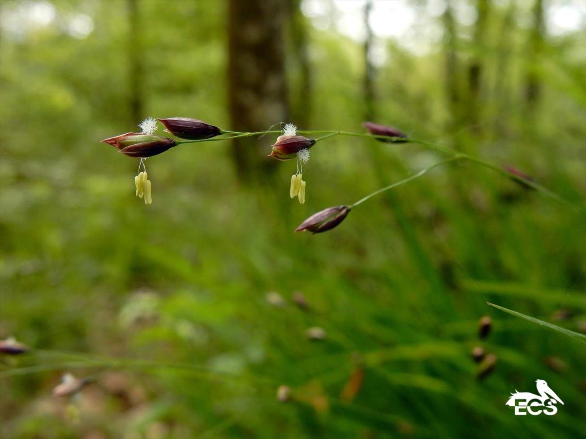 Melica uniflora (door Saxifraga-Ed Stikvoort)