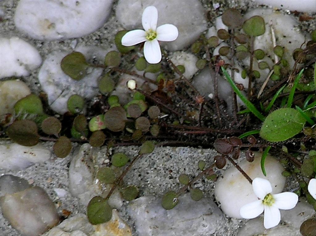 Cardamine corymbosa (door Grada Menting)