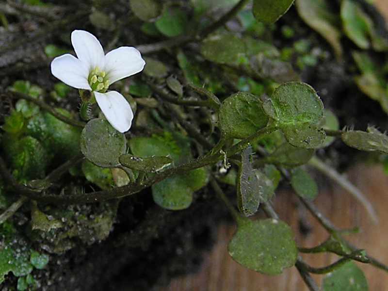 Cardamine corymbosa (door Grada Menting)