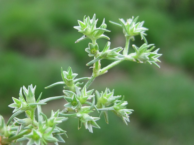 Scleranthus annuus subsp. annuus (door Grada Menting)