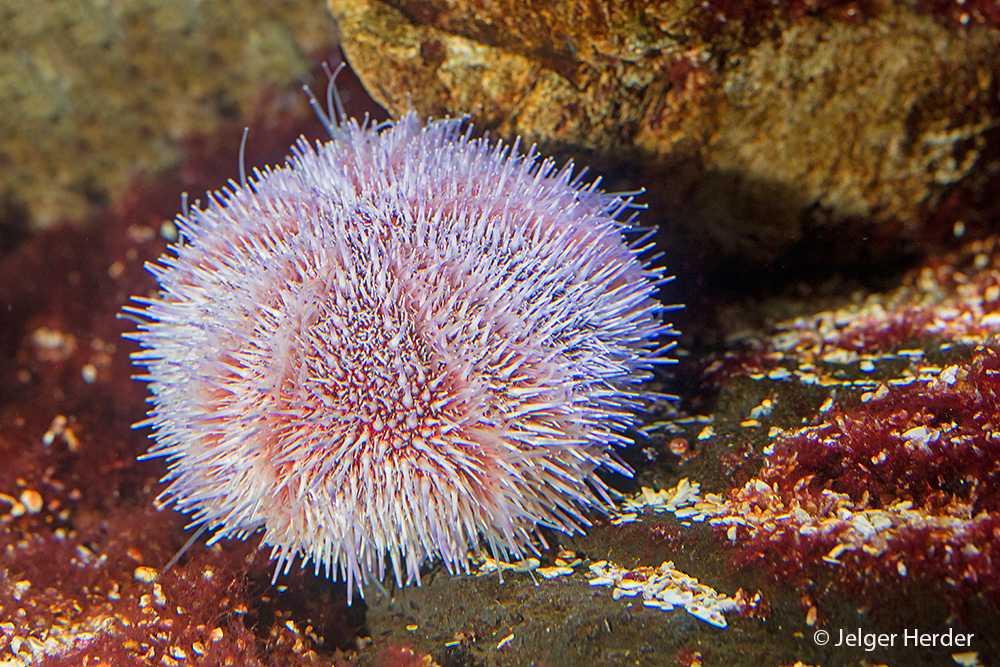 Echinus esculentus (door Jelger Herder)