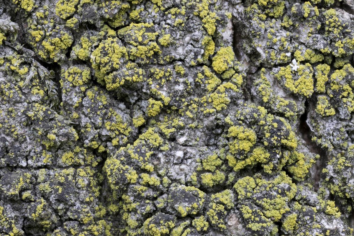 Candelariella efflorescens (door Sam Kafka)