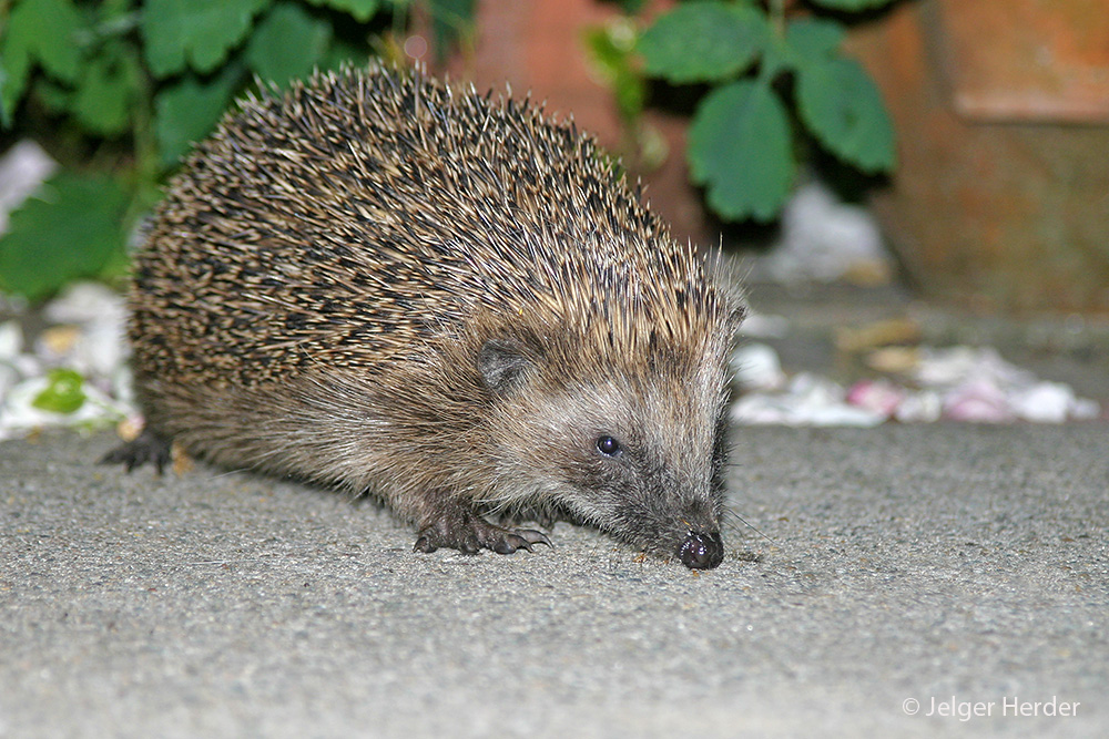 Erinaceus europaeus (door Jelger Herder)