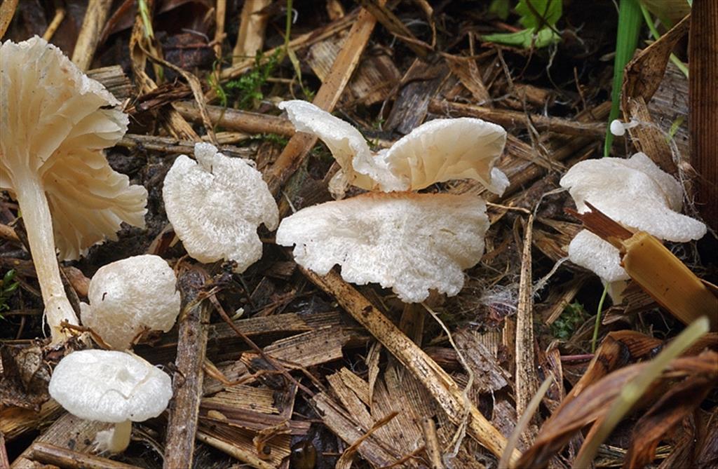 Entoloma albotomentosum (door Luciën Rommelaars)