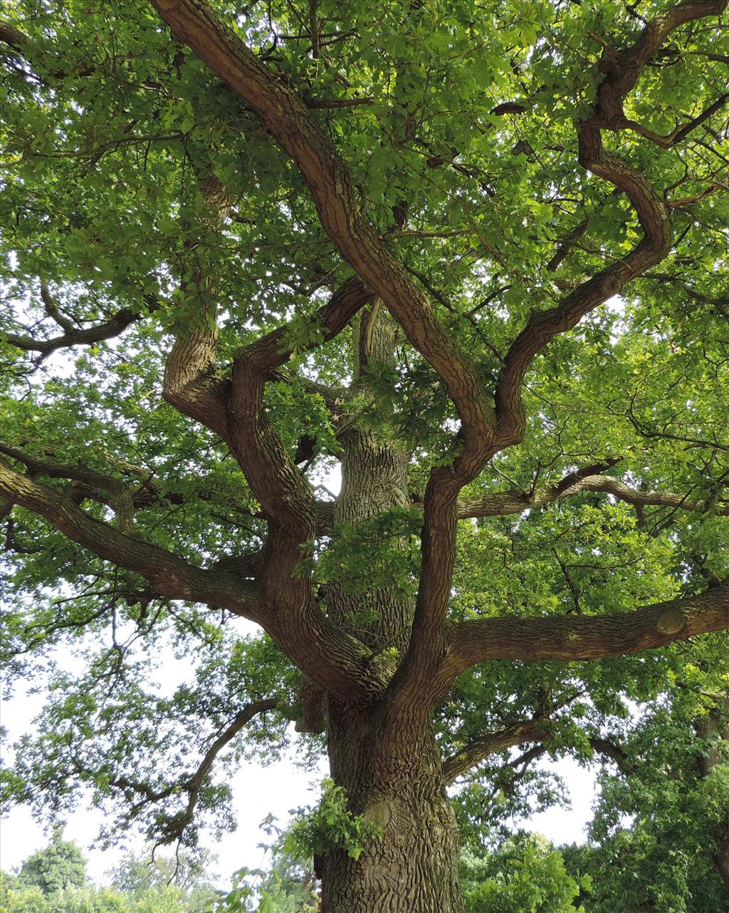 Quercus robur (door wim van der neut)