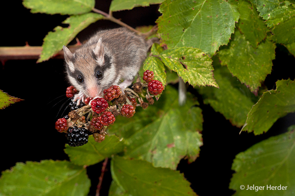 Eliomys quercinus (door Jelger Herder)