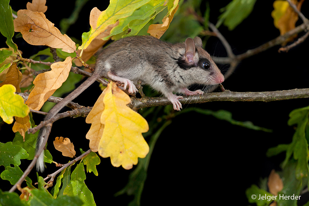 Eliomys quercinus (door Jelger Herder)