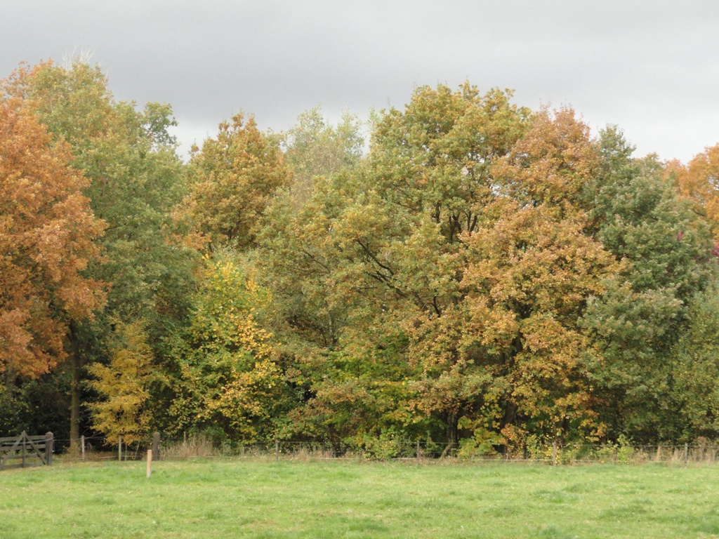 Quercus robur (door wim van der neut)