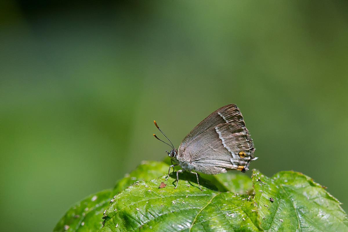 Favonius quercus (door John Breugelmans)