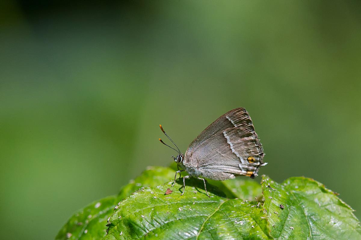 Favonius quercus (door John Breugelmans)